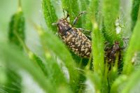 Rhinocyllus conicus