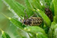 Rhinocyllus conicus