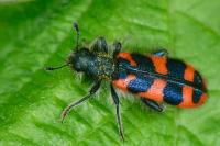 Trichodes alvearius