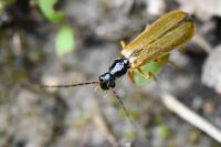 Rhagonycha lignosa