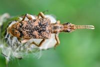 Rhagium sycophanta