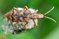 Rhagium sycophanta