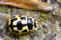 Propylea quatuordecimpunctata