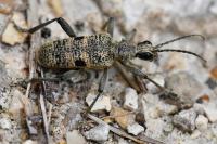 Rhagium mordax
