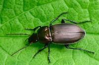 Poecilus cupreus