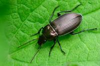Poecilus cupreus
