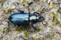 Platycerus caraboides