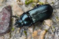 Platycerus caraboides