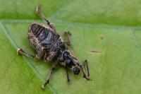 Otiorhynchus singularis