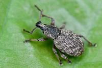 Otiorhynchus singularis