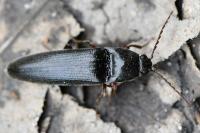 Melanotus villosus