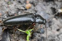 Melanotus villosus