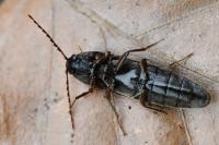 Melanotus villosus