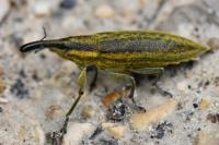 Lixus iridis