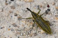 Lixus iridis