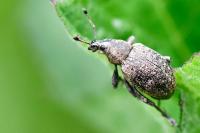 Liophloeus tessulatus