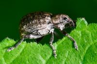 Liophloeus tessulatus
