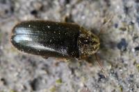 Hyperisus plumbeum
