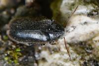 Hyperisus plumbeum
