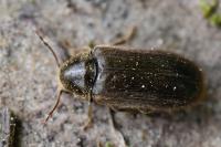 Hyperisus plumbeum