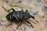 Hylobius abietis