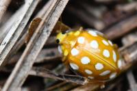 Halyzia sedecimguttata