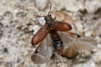 Grynobius planus