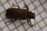 Grynobius planus