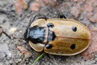 Dendroxena quadrimaculata
