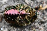 Cetonia aurata