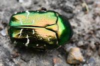 Cetonia aurata