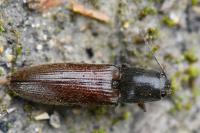 Athous haemorrhoidalis