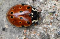 Anatis ocellata