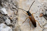Alosterna tabacicolor
