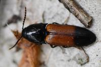 Ampedus balteatus