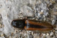 Athous vittatus