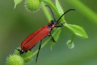Lygistopterus sanguineus