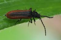 Omalisus fontisbellaquei