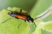 Stenurella melanura