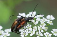 Stenurella melanura