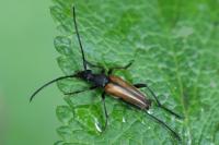 Stenurella melanura