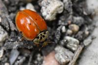 Adalia decempunctata