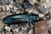 Agrilus cyanescens