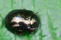 Chrysolina bankii