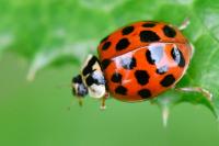 Harmonia axyridis