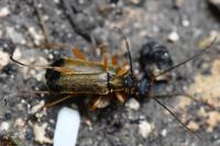 Grammoptera ustulata