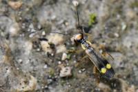 Malthinus seriepunctatus