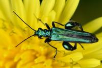 Oedemera nobilis