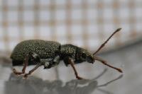 Phyllobius betulinus