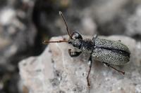 Phyllobius betulinus